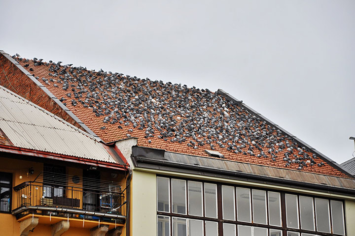 A2B Pest Control are able to install spikes to deter birds from roofs in Broadgate. 