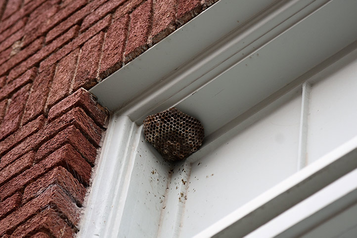 We provide a wasp nest removal service for domestic and commercial properties in Broadgate.